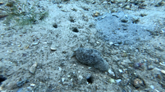 Pleurobranchaea bubala