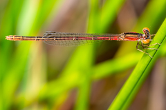 Agriocnemis rubricauda