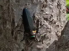 Belionota prasina