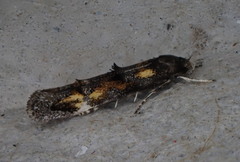 Mompha raschkiella