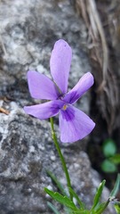 Viola dubyana