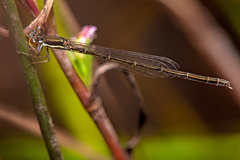 Agriocnemis rubricauda