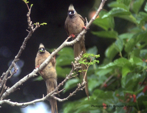 Speckled Mousebird