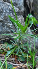 Viola dubyana