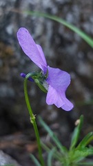 Viola dubyana
