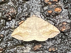 Blasticorhinus unduligera