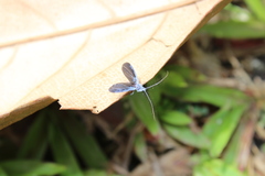 Monophlebidae