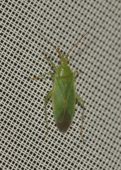 Orthotylus marginalis
