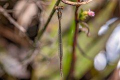 Agriocnemis rubricauda