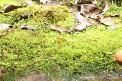 Thuidiopsis sparsa
