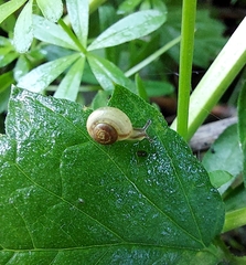 Fruticicola fruticum