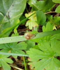 Fruticicola fruticum