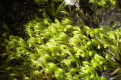 Eccremidium arcuatum