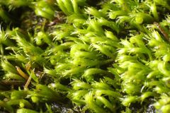 Eccremidium arcuatum