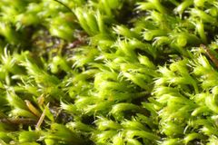 Eccremidium arcuatum