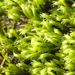 Kangaroo Paw Moss - Photo (c) Em Lamond, some rights reserved (CC BY), uploaded by Em Lamond