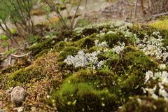 Notocladonia