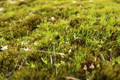 Phylloglossum drummondii