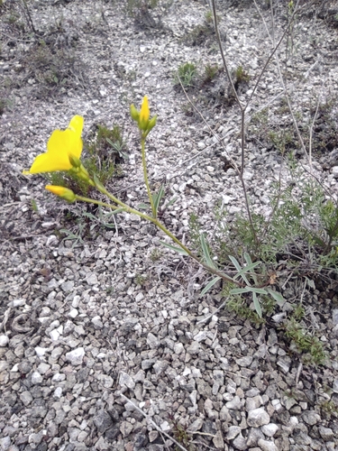 Linum ucranicum (Linum ucranicum)