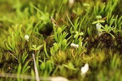 Phylloglossum drummondii