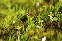 Phylloglossum drummondii