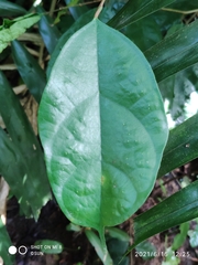 Ficus heteropleura