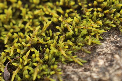 Rhacocarpus purpurascens