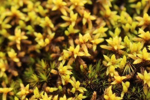 Rhacocarpus purpurascens
