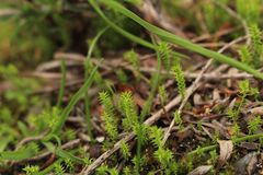 Selaginella gracillima