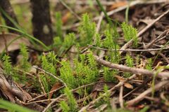 Selaginella gracillima