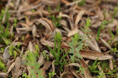 Phylloglossum drummondii
