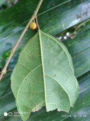 Ficus heteropleura