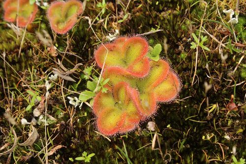 Drosera erythrorhiza