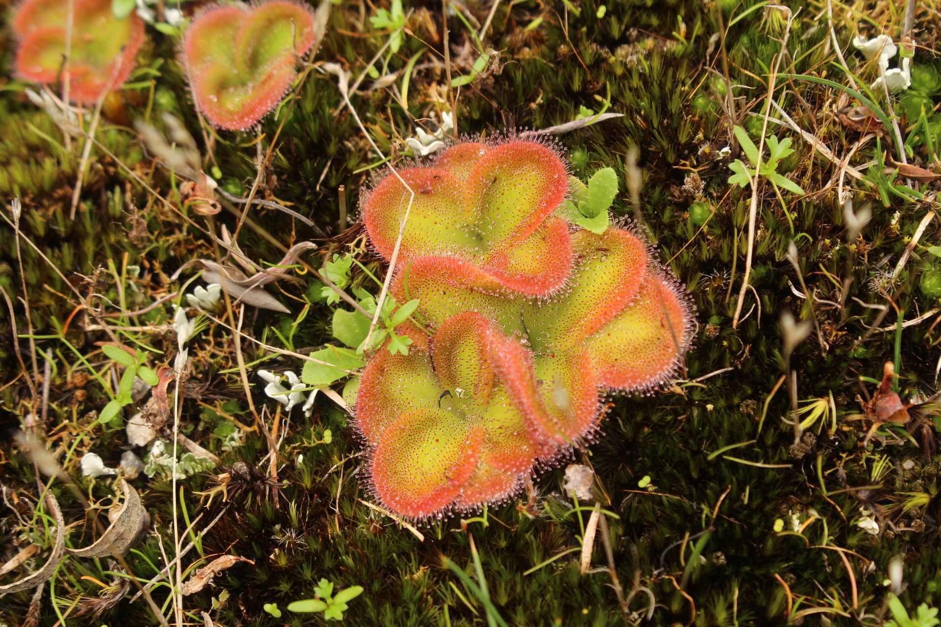 Drosera erythrorhiza Lindl. 2