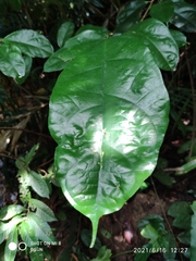 Ficus heteropleura