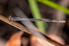 Agriocnemis rubricauda