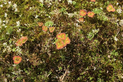 Drosera erythrorhiza