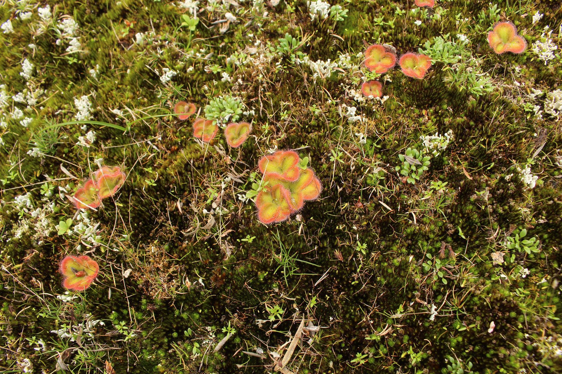 Drosera erythrorhiza Lindl. 3