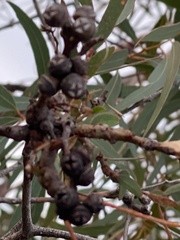 Eucalyptus exserta