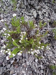 Asperula tephrocarpa