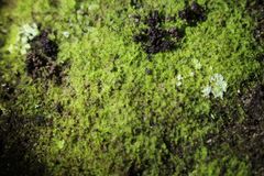 Ceramanus clatritexta