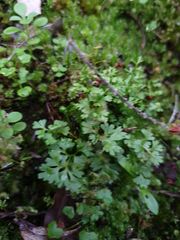 Anogramma leptophylla