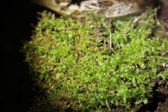 Ceramanus clatritexta