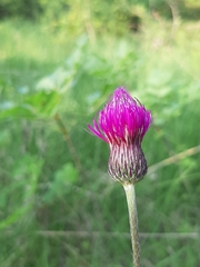 Cirsium pannonicum