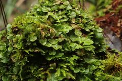 Anogramma leptophylla