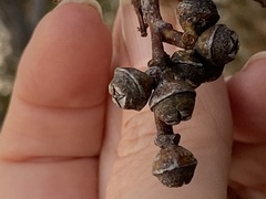 Eucalyptus exserta