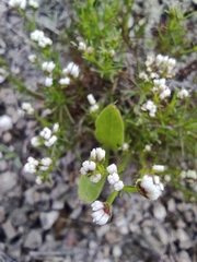 Asperula tephrocarpa