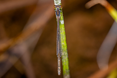 Agriocnemis rubricauda