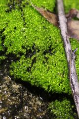 Bryum blandum