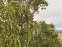 Eucalyptus exserta